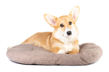 Pembroke Welsh Corgi in a dog bed