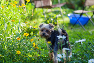 Beautiful yorkshire terrier on a grass
