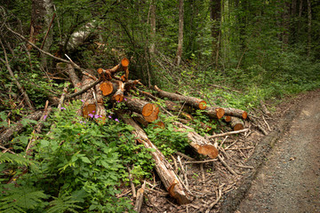 stacked wood in the forest