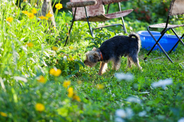 Beautiful yorkshire terrier on a grass