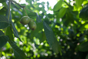Walnut fruit on the tree. Selective focus, blurred background