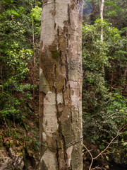 Texture of moss and lichen on the bark of tropical trees