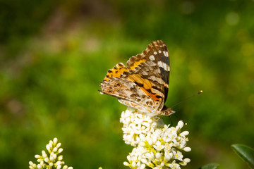 Close up of a detailed and colorful butterfly sitting on a flower head in the sunlight