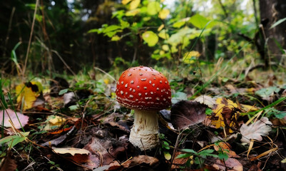 Mushroom in the autumn forest