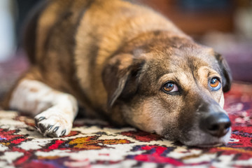 Dog looking up raising eyebrows