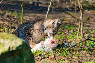 Lynx eating. Lynx lynx with prey in the mouth
