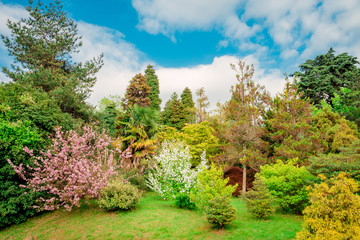 Obraz premium wiosna krajobraz z kwitnącymi kwiatami na łące