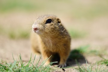 Naklejka na ściany i meble marmot in the grass