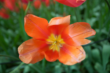 Obraz na płótnie Canvas Tulips at Keukenhof