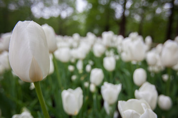 Tulips at Keukenhof