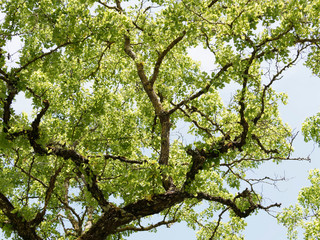 Robinia pseudoacacia tortuosa ou Robinier ou faux-acacia au tronc gris brun, branches rameaux épineux et tortueux