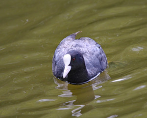 Coot swims on a lake in England