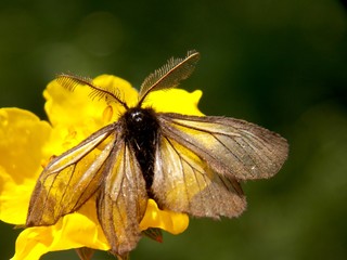 small butterfly with wet wings from the rain