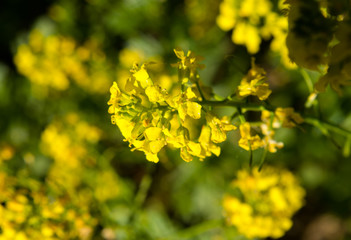 yellow flowers in the garden