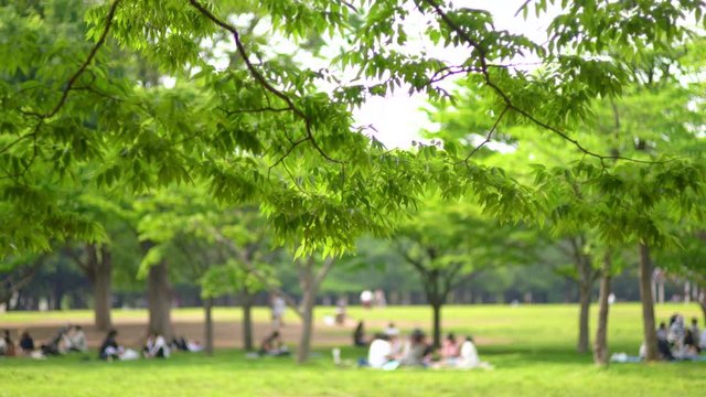 新緑の代々木公園の風景