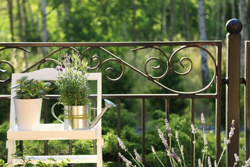 Piękna dekoracja w ogrodzie, kwiaty w konewce i doniczce, wykwintne metalowe ogrodzenie, las, ogród.