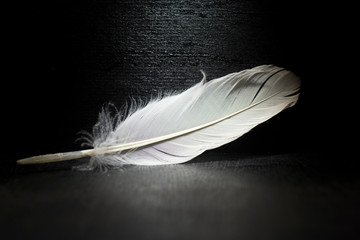 White feather on a black background