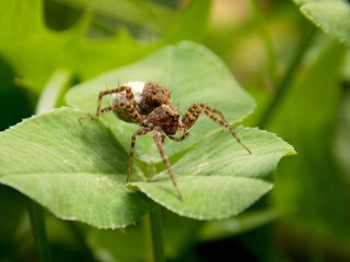 spider with eggs on the leaf