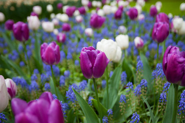 Fototapeta premium Tulips at Keukenhof