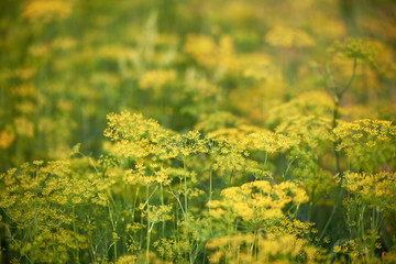 Green dill plants growing in garden, copy space. Natural summer background. Fennel seeds....