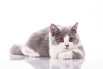 Beautiful gray kitten on a white background