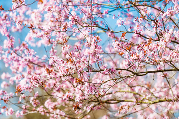 Beautiful cherry blossom sakura