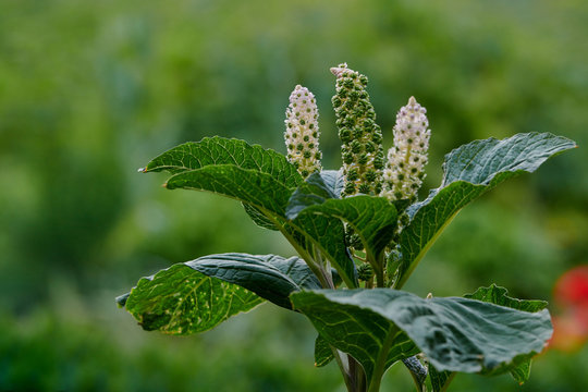 AcinosaBilder StockFotos & Videos. Adobe Stock