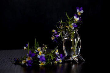 Wild flowers of "Forget-me-not" of lilac color in a glass vase on a black background. Soft focus. Easy блюр. Macro.
