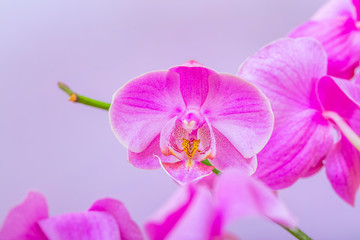 Close Up Of A Blooming Orchid Flower