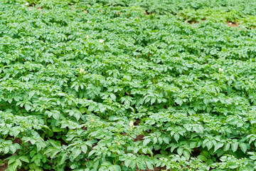 Potato field with green shoots of potatoes