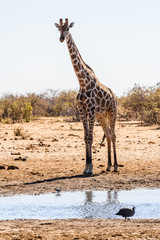 Giraffes in Etosha National Park, Namibia