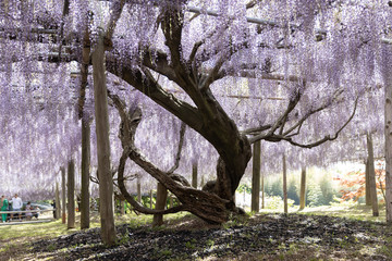 single Japan Wysteria floribunda tree at Wisteria Garden.