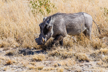 Male Warthog in the African Savannah, Namibia