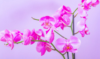 pink orchids flowers