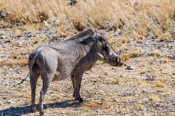 Fototapeta premium Male Warthog in the African Savannah, Namibia
