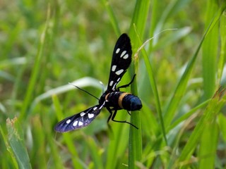 butterfly with colorful wings on the list