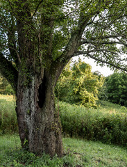 Old gnarly hollow tree at a public park in Cincinnati, Ohio.