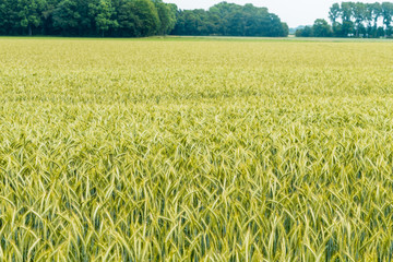 Wheat flied panorama.  rural countryside