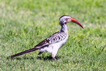 Southern red-billed hornbill which lives in the less arid parts of Namibia.