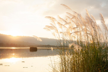 A tranquil sunset lake with reed flowers.