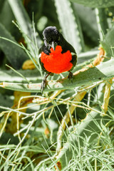 Crimson-breasted bou-bou shrike bird in Namibia, an extremely intelligent small bird.