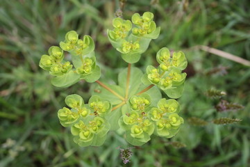 closeup of common green plant, acrid spurge