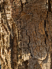 Obraz premium Trunk of a tropical tree. Texture of the bark. Thailand
