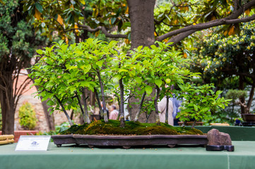 Bonsai tree fair in Hospitalet de Llobregat, Catalonia, Spain.