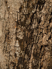 Trunk of a tropical tree. Texture of the bark. Thailand