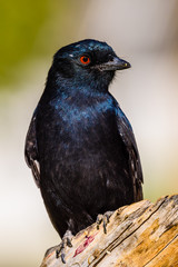 Black fork tailed drongo bird in Namibia