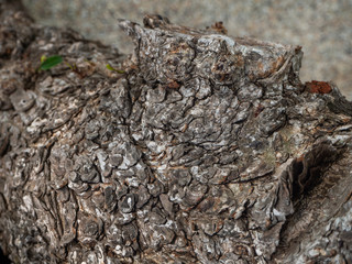 Trunk of a tropical tree. Texture of the bark. Thailand