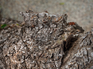 Trunk of a tropical tree. Texture of the bark. Thailand