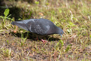 dove in green spring grass