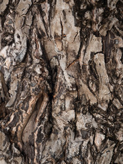 Trunk of a tropical tree. Texture of the bark. Thailand